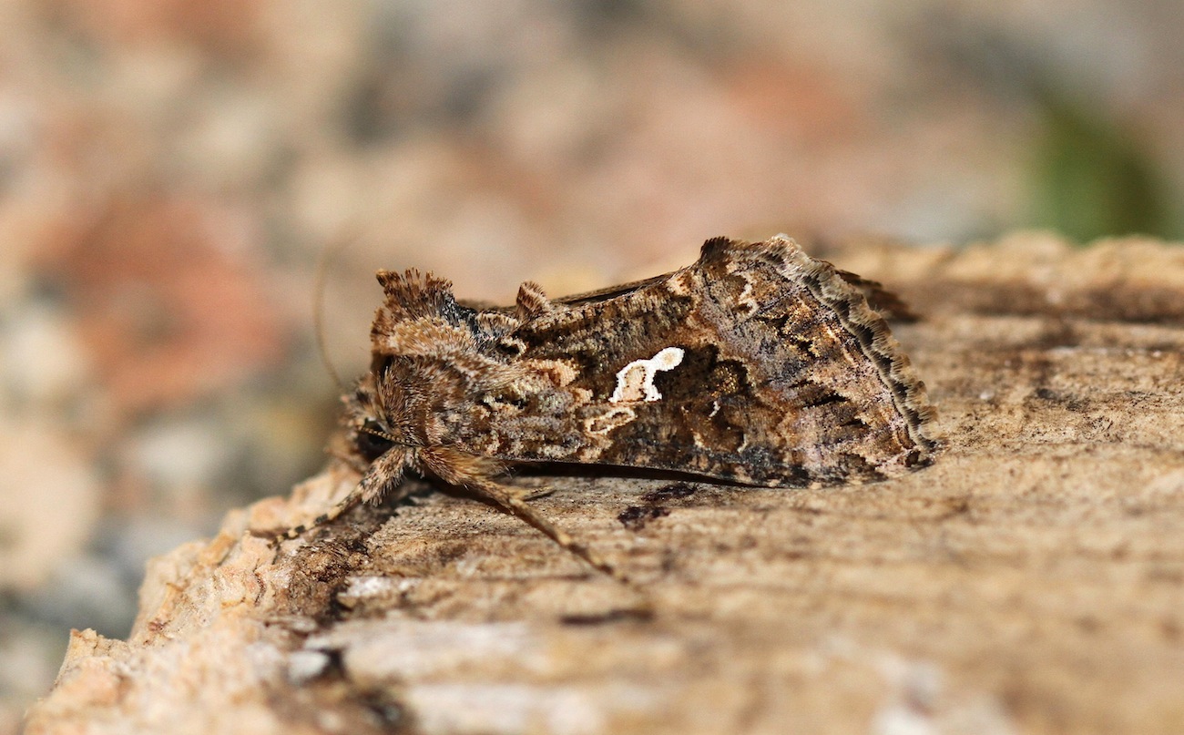 Autographa gamma ?